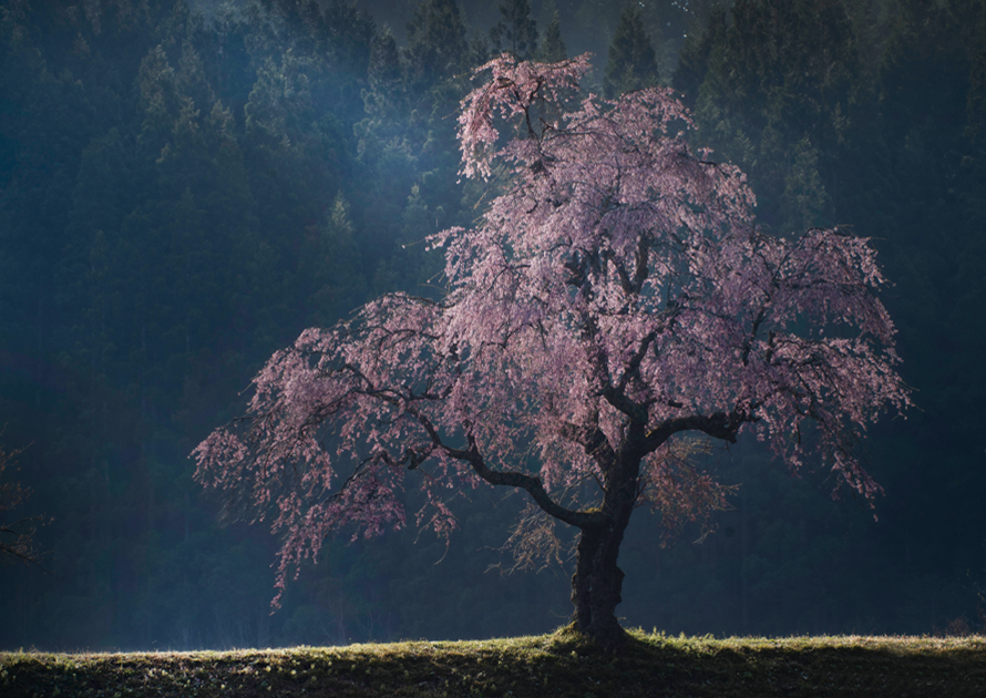 作品:孤高の桜