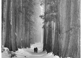 作品:雪の参道