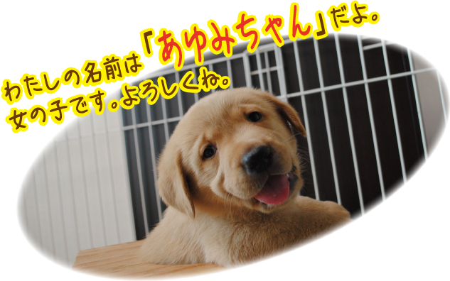 補助犬パピー委託式_1